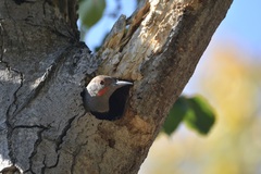 Colaptes auratus cafer