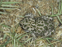 Bufotes viridis balearicus