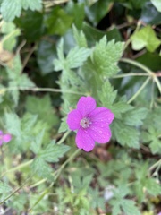 Geranium sylvaticum