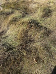 Sporobolus pumilus