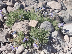 Polemonium elegans