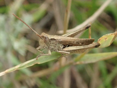 Chorthippus dichrous