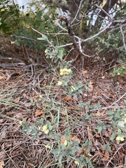 Symphoricarpos occidentalis