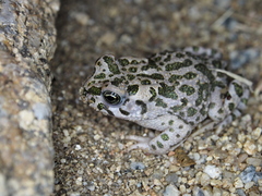 Bufotes viridis balearicus