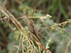 Chorthippus dichrous