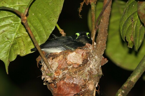 iNaturalist image