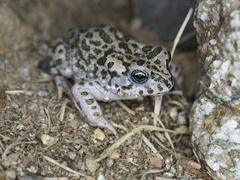 Bufotes viridis balearicus