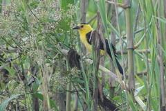 Gymnomystax mexicanus