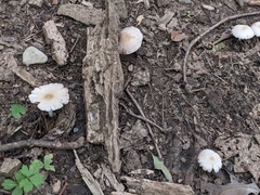 Lepiota cristata