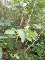 Reynoutria × bohemica