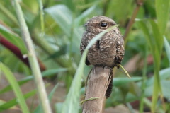 Hydropsalis climacocerca