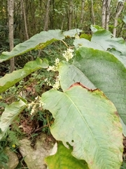 Reynoutria × bohemica