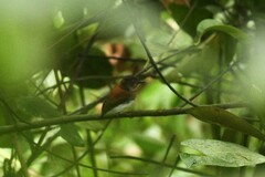 Platysteira castanea