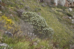 Leucospermum conocarpodendron conocarpodendron