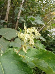 Reynoutria × bohemica