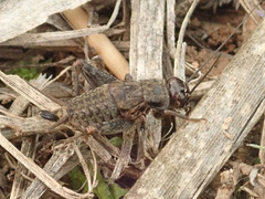 Modicogryllus frontalis