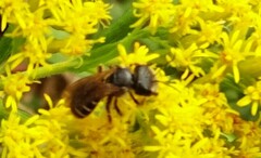 Halictus ligatus