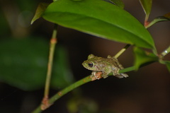 Kurixalus banaensis