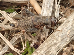 Modicogryllus frontalis
