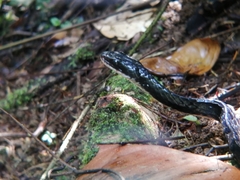 Chironius grandisquamis