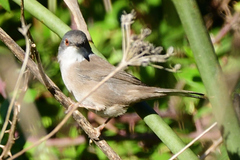 Curruca melanocephala