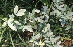 Erysiphe trifoliorum