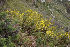Senecio rigidus