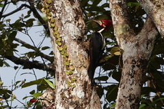 Campephilus melanoleucos