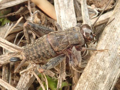 Modicogryllus frontalis