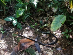 Chironius grandisquamis