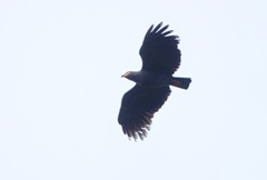 Helicolestes hamatus