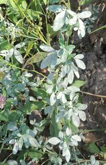 Erysiphe trifoliorum