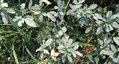 Erysiphe trifoliorum