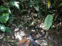 Chironius grandisquamis