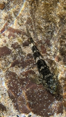 Mauligobius maderensis