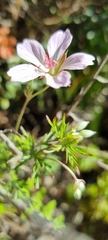 Geranium incanum