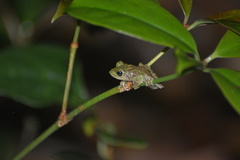 Kurixalus banaensis