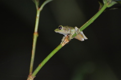 Kurixalus banaensis