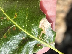 Nepticuloidea