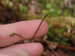 Coptis aspleniifolia