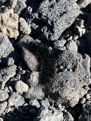 Pyrrharctia isabella