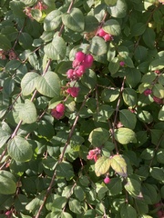 Symphoricarpos orbiculatus