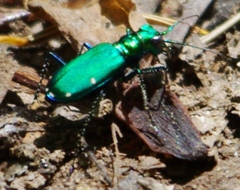Cicindela sexguttata