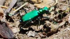 Cicindela sexguttata