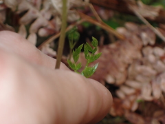 Coptis aspleniifolia