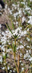 Struthiola dodecandra