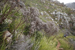 Leucadendron xanthoconus