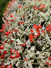 Cladonia floerkeana