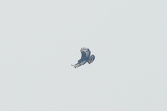 Stephanoaetus coronatus