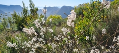 Struthiola dodecandra